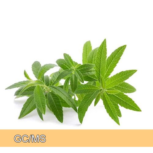 Lemon Verbena - 檸檬馬鞭草